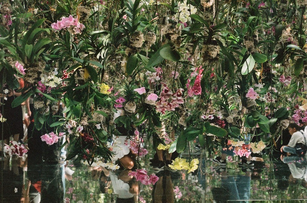 Hanging orchids reflected in a mirrored floor